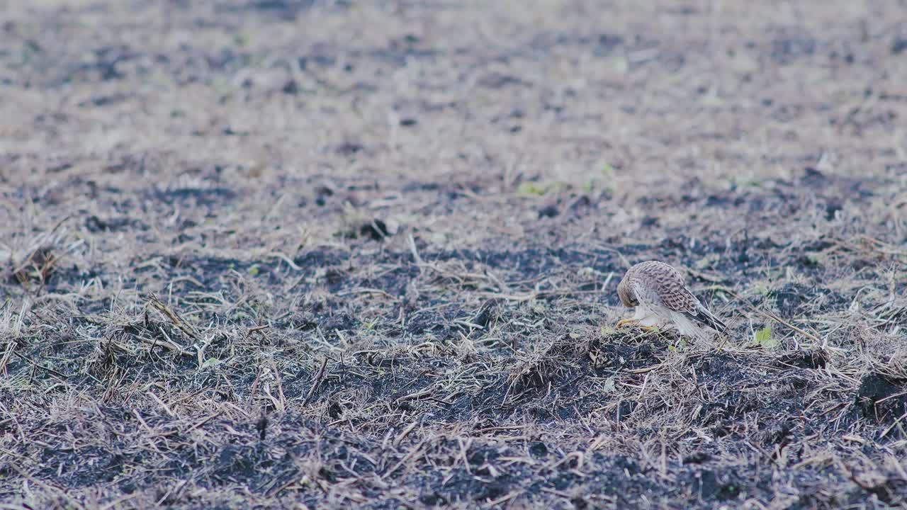 halcón peregrino descansando en el suelo durante la migración de otoño