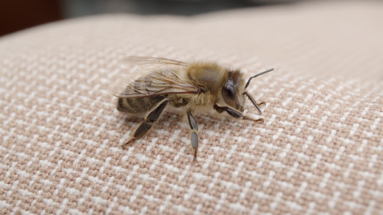Close-up of a Honeybee on Fabric