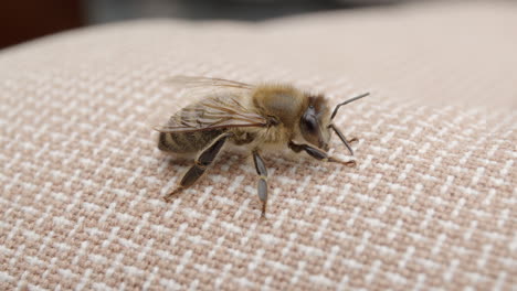 close-up of a honeybee on fabric