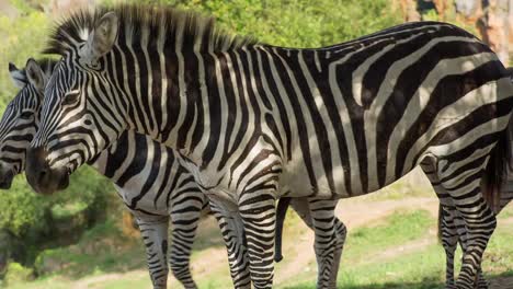 Zebra-05