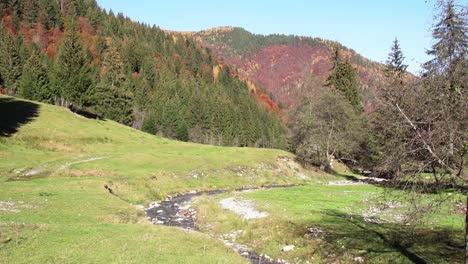 denso bosque de otoño montaña con pequeño arroyo que fluye en un día soleado en piatra craiului, condado de brasov, rumania, toma estática