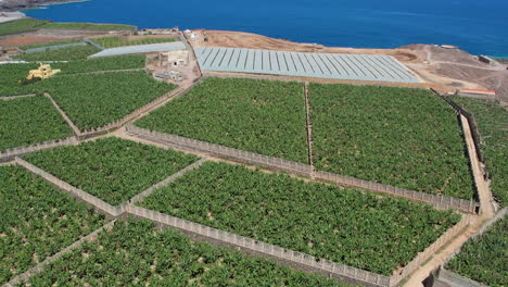 Toma-Aérea-De-Una-Plantación-De-Plátanos-En-El-Norte-De-Gran-Canaria-En-Un-Día-Soleado,-Específicamente-Cerca-Del-Puerto-De-Agaete