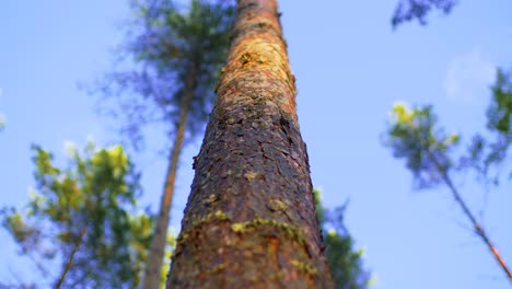 Looking-up-conifer-tree-trunk-in-a-forest-in-Ruovesi,-Finland