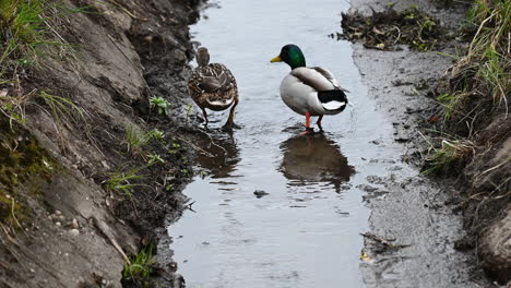 mallard duck couple eating in the water, in the canal