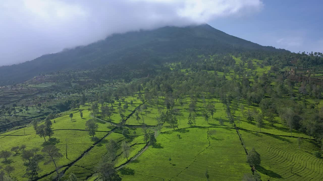 vista aérea de la plantación de té verde en la ladera de la montaña
