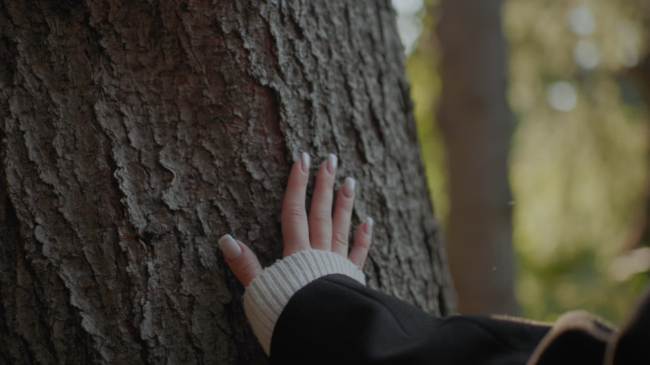 세련된 관광객 슬라이드가 가을 나무 주위에 손을 대고 부드럽게 거친 껍질을 느껴요. 따뜻한 숲의 빛을 배경으로 매니큐어를 칠한 손톱과 어두운 코트가 보이고, 느리고 신중한 움직임과 촉각적인 탐험이 느껴집니다.