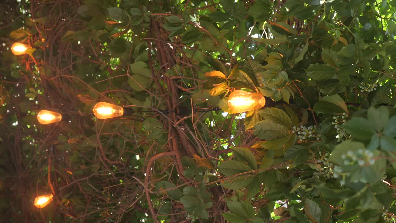 String lights intertwined with lush green foliage