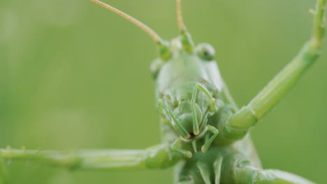 big green locust portrait. tilt shot