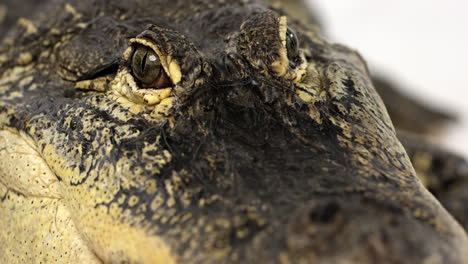 american alligator looks up towards camera - close up on eyes