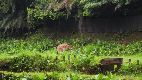 giraffe in a lush green jungle environment