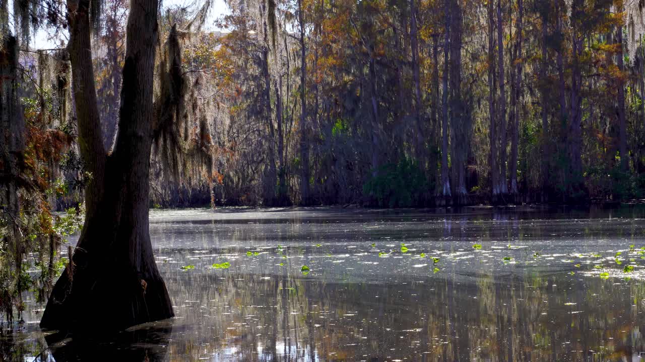 Tampa, Florida'daki West River Preserve bataklığının pitoresk manzarası: nilüferler, sürüklenen polenler, yosunlarla kaplı meşe ağaçları ve hareketsiz suyun üzerinde havalanan büyük beyaz bir balıkçıl
