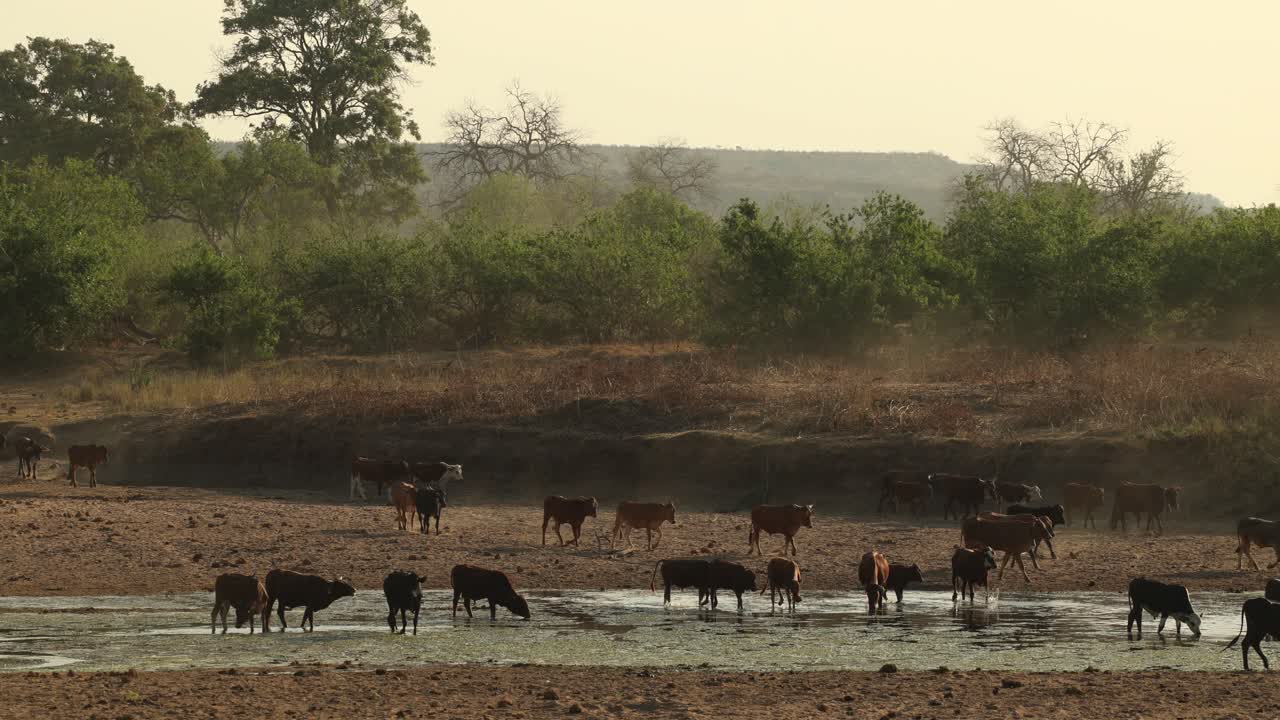 A big herd of cattle walking through the dry riverbed to the river for a drink, Mashatu Game Reserve