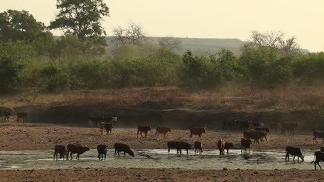a big herd of cattle walking through the dry riverbed to the river for a drink, mashatu game reserve