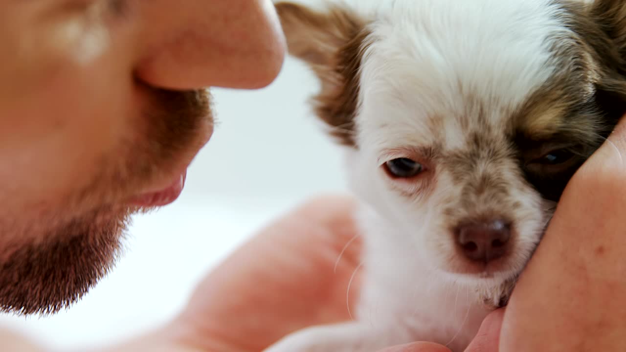 집에서 강아지와 놀고 있는 젊은 남자 4k 4k