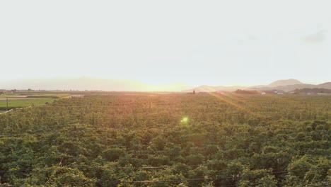 Die-Sonne-Scheint-Auf-Die-Hopfengärten-Im-Schönen-Slowenien