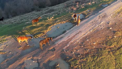 horses walking by a puddle on a dirt path at sunset near genoa, italy, aerial view