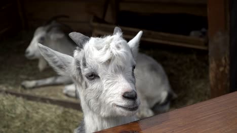 goat. a white goat lies on the hay