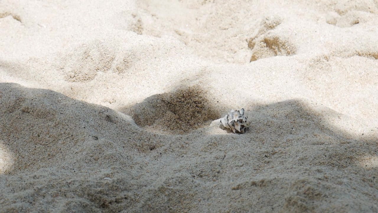 Walking shell with a crab on a white sand beach the tropical Island Lombok near Bali, Indonesia. Steady shot for wildlife documentary, travel and tourism videos.