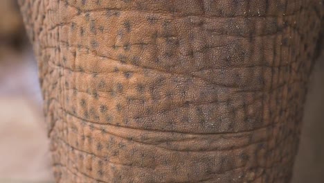 Close-up-of-a-rescued-asian-elephant's-trunk-at-a-wildlife-sanctuary