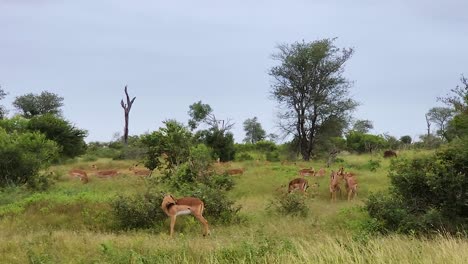 springbok antelope graze and brows on vegetation, licking themselves and wagging tail at midday