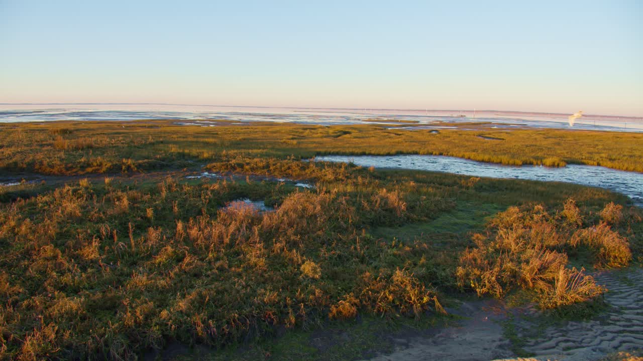 летящая птица над солончаками с растущей зеленой травой