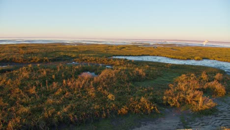 flying bird over salt marshes with growing green grass