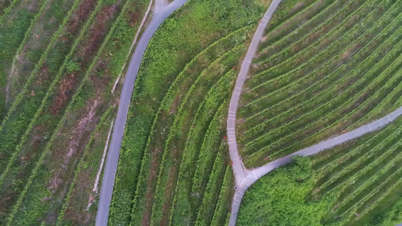 Ripresa aerea ascendente di un lussureggiante vigneto verde a Schriesheim, Germania, durante il giorno.