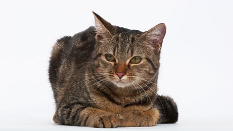 brown tabby domestic cat on white background, real time 4k