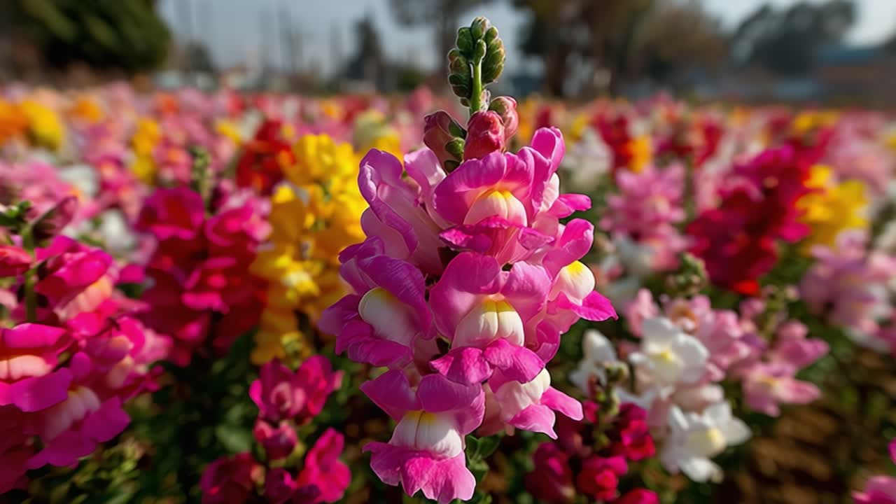 Una vista ravvicinata di vivaci bocche di leone in un colorato paradiso floreale che sboccia con vita e bellezza, catturata in due fotogrammi di una scena di giardino fiorito.