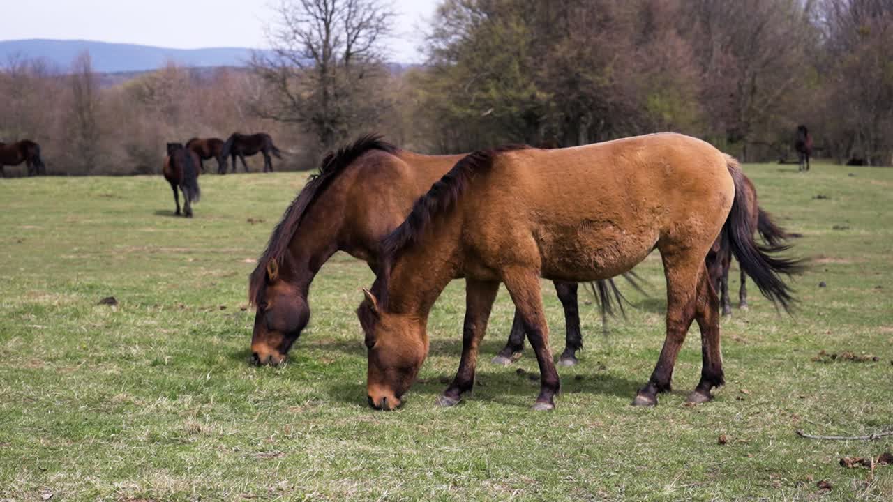 Close-up of a brown horse’s head on a green pasture