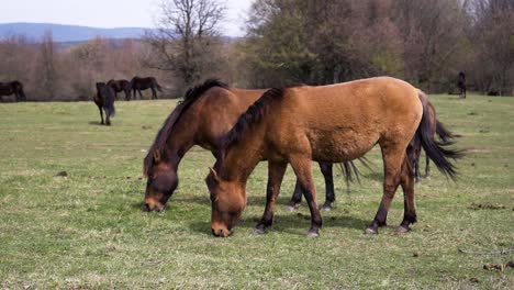 close-up of a brown horse’s head on a green pasture