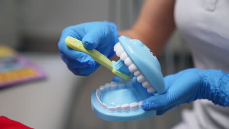 demonstration of correct teeth cleaning on the artificial toy denture. specialist in blue gloves showing the process and child hand pointing at teeth.