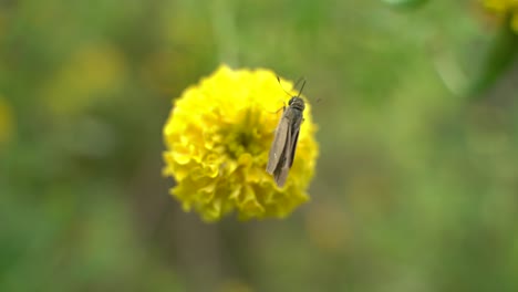 una mariposa está posada sobre una caléndula