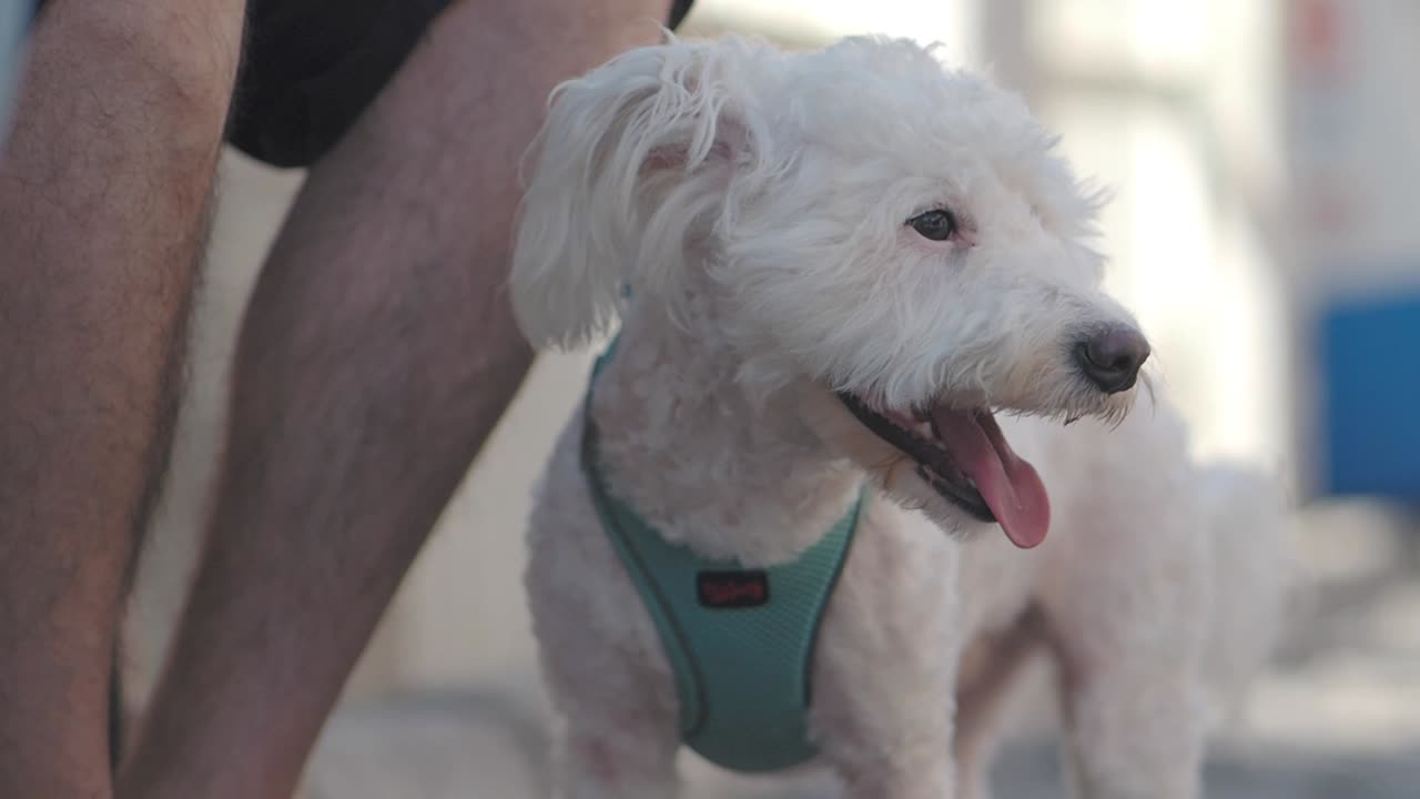 Yeşil koşum takımı takmış, dışarıda soluk soluğa kalmış mutlu beyaz köpek.