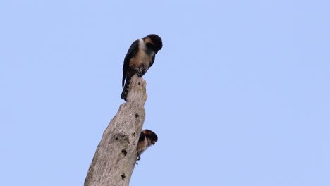 el falconet de muslo negro es una de las aves rapaces más pequeñas que se encuentran en los bosques de algunos países de asia