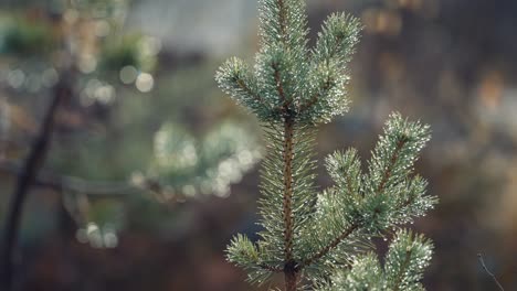 A close-up shot of the top of the young pine tree on the blurry background