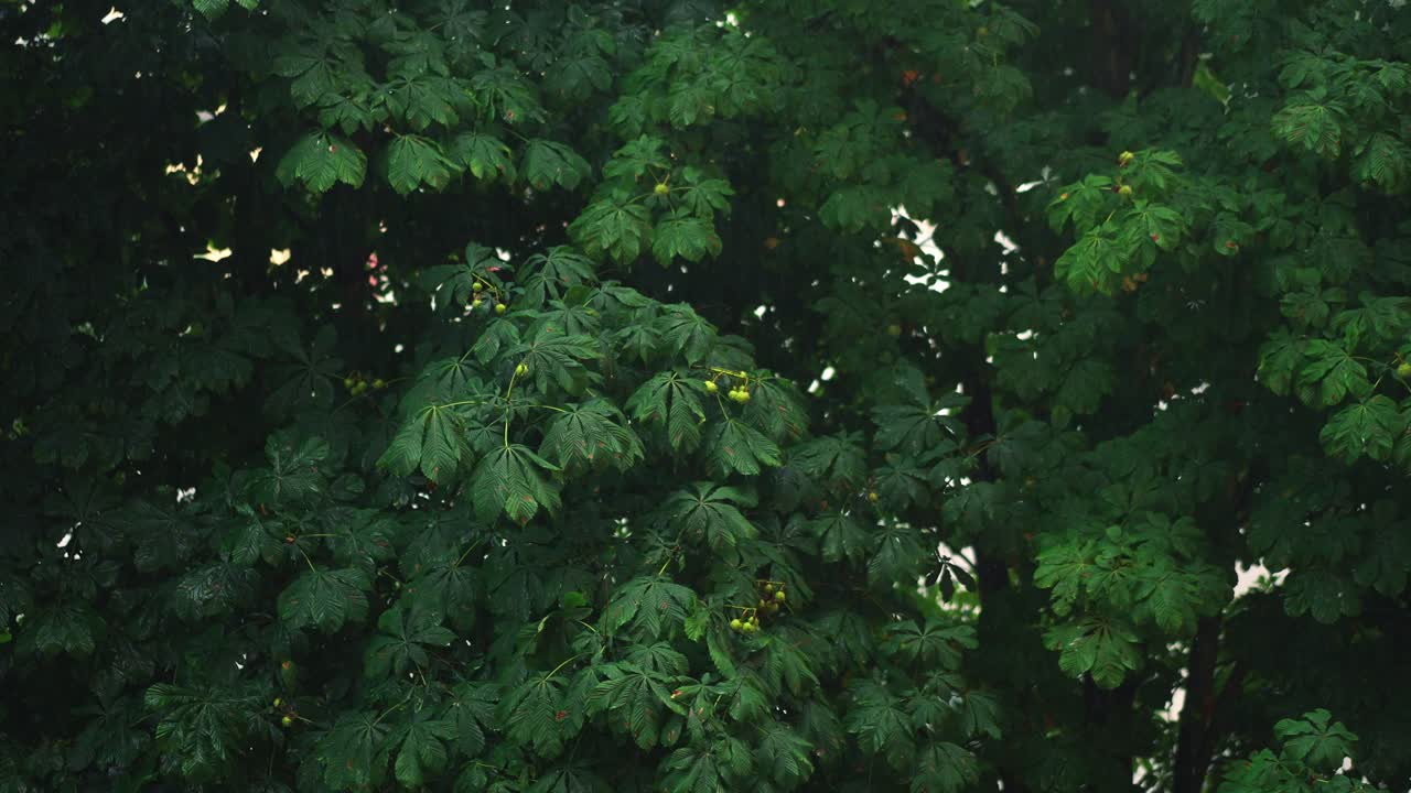 Tree with green leaves and chestnut fruits in heavy rain