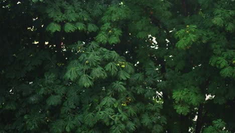 Tree-with-green-leaves-and-chestnut-fruits-in-heavy-rain