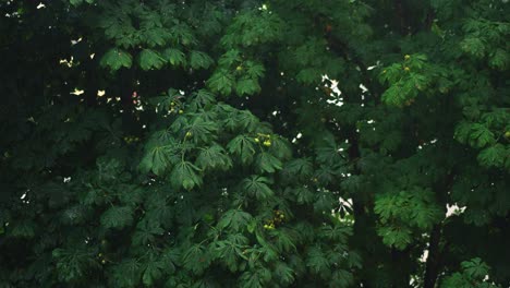 árbol con hojas verdes y frutos de castaño en una fuerte lluvia