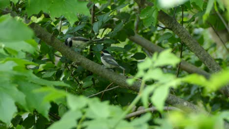 dos pequeños pájaros blancos y negros saltan entre las frondosas ramas del bosque