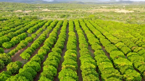 vuelo de drones sobre árboles frutales de una granja de mango en bani, república dominicana