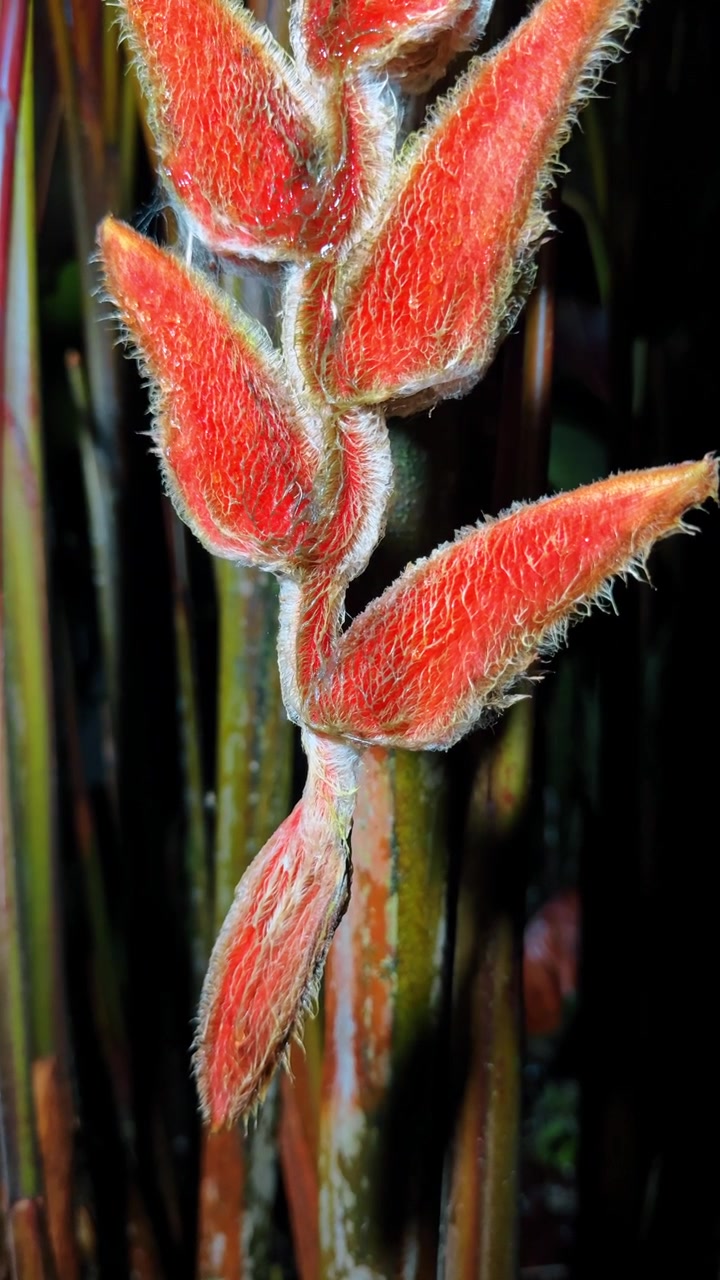 Primo piano di brattee pelose di heliconia in un giardino tropicale, Costa Rica. Brattee testurizzate arancioni e rosse con una fine peluria su steli scuri.