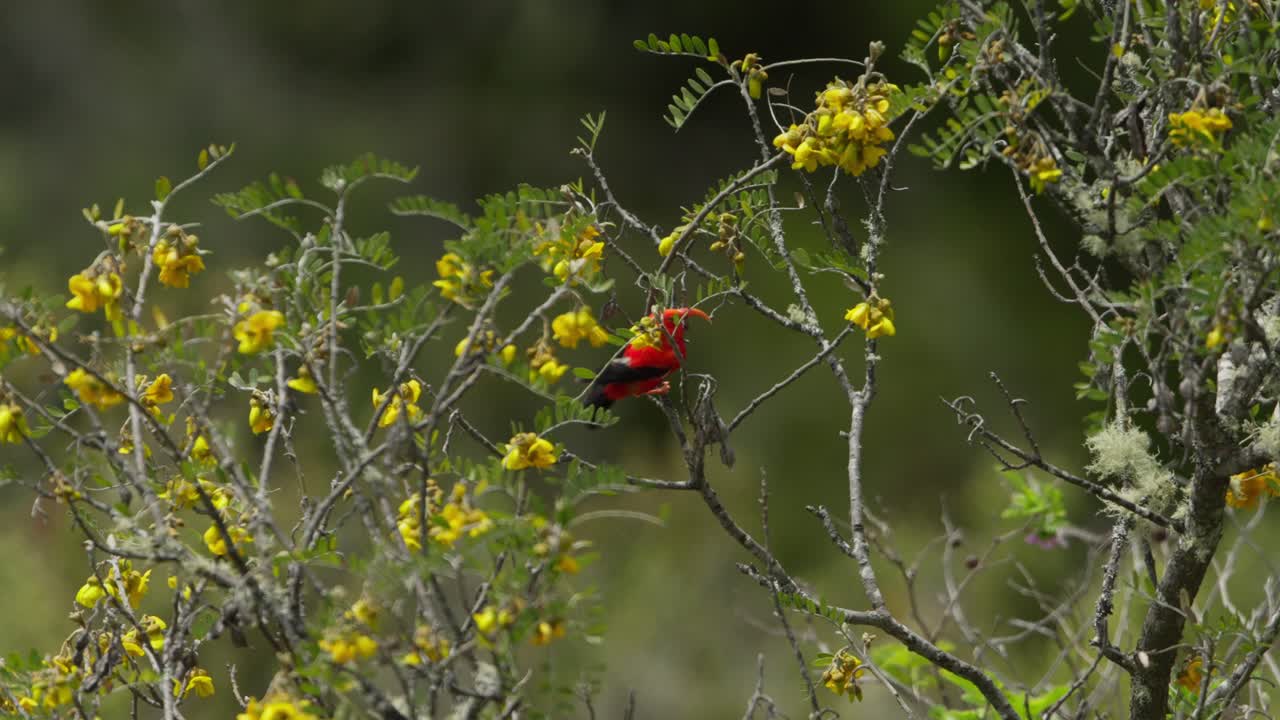 el pájaro iiwi o el melón escarlata sumerge su pico en la flor amarilla para extraer el néctar