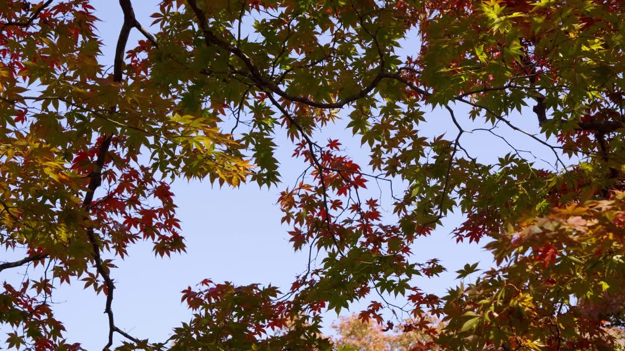 Beautiful fall color tree softly waving in wind against blue sky in slow motion