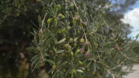 a branch of an olive tree with olives and sky in background, camera arcs right