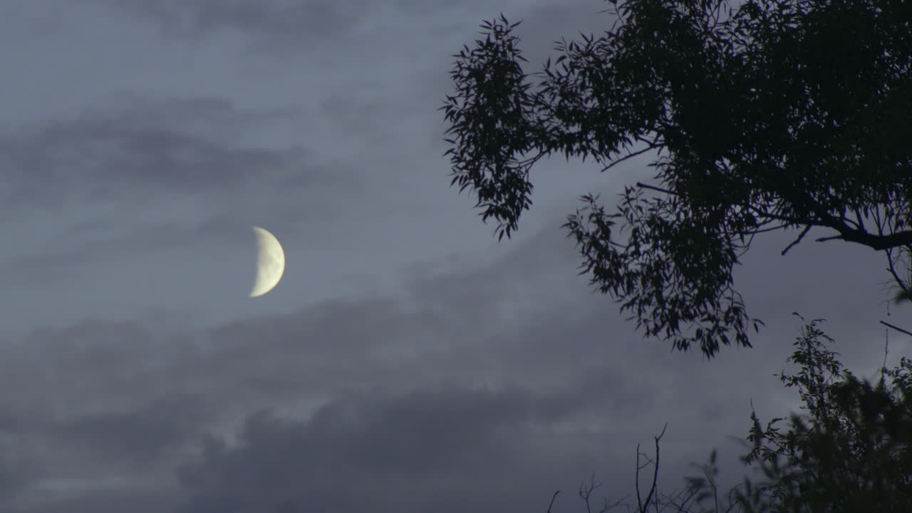 Timelapse of crescent moon moving over cloudy evening sky with silhouetted trees in the foreground