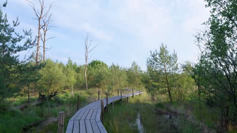 Wooden Boardwalk Through a Forest Swamp