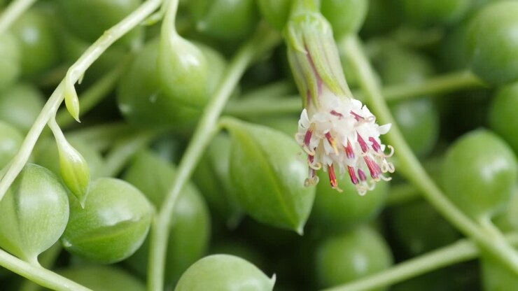 Senecio rowleyanus with flower, known as string of pearls or string of beads
