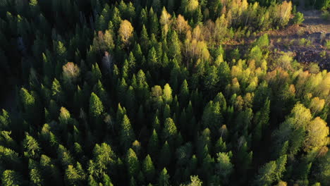 aerial view of a coniferous forest