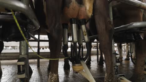 cow udder hooked on suction pump extracting raw milk in carousel parlour